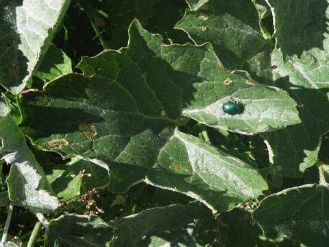 Image of Adenostyles leucophylla (Willd.) Rchb.