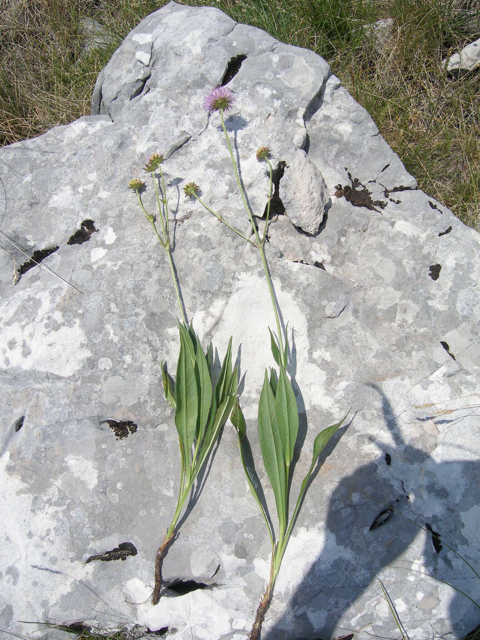 Image of Knautia travnicensis (G. Beck) Szabó