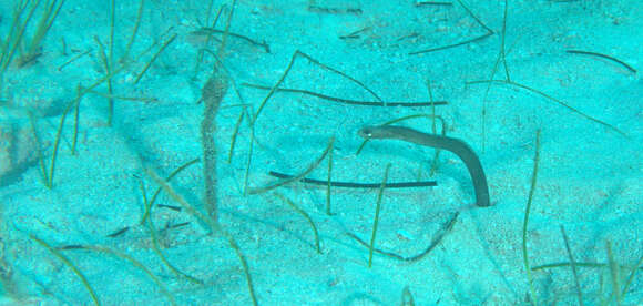 Image of Brown Garden Eel