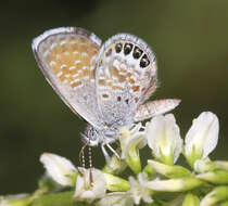 Image of Western pygmy blue