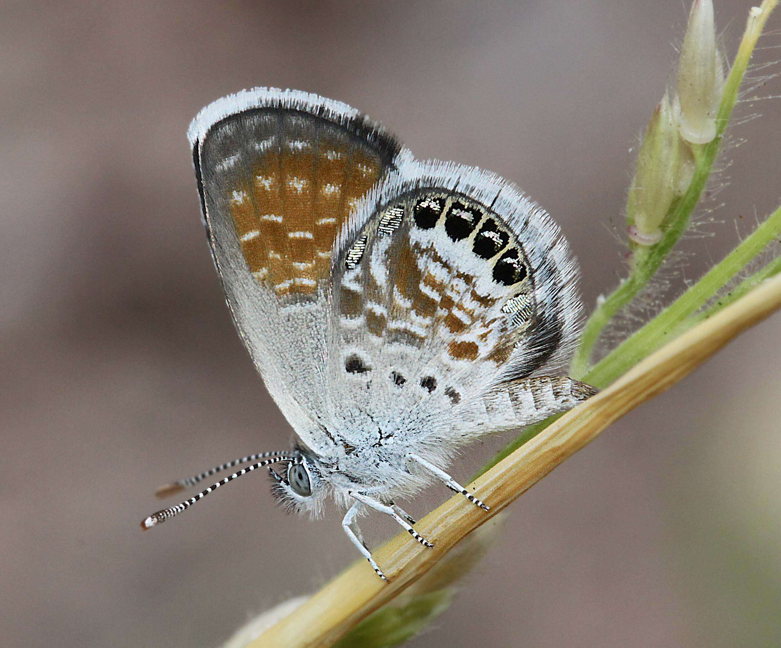 Image of Western pygmy blue