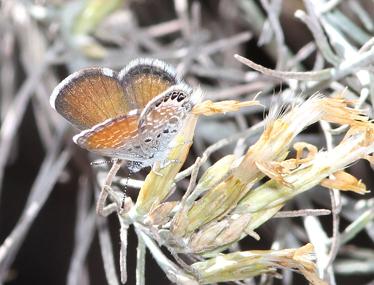 Image of Western pygmy blue