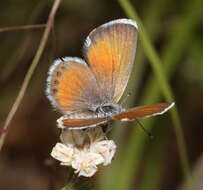 Image of Western pygmy blue