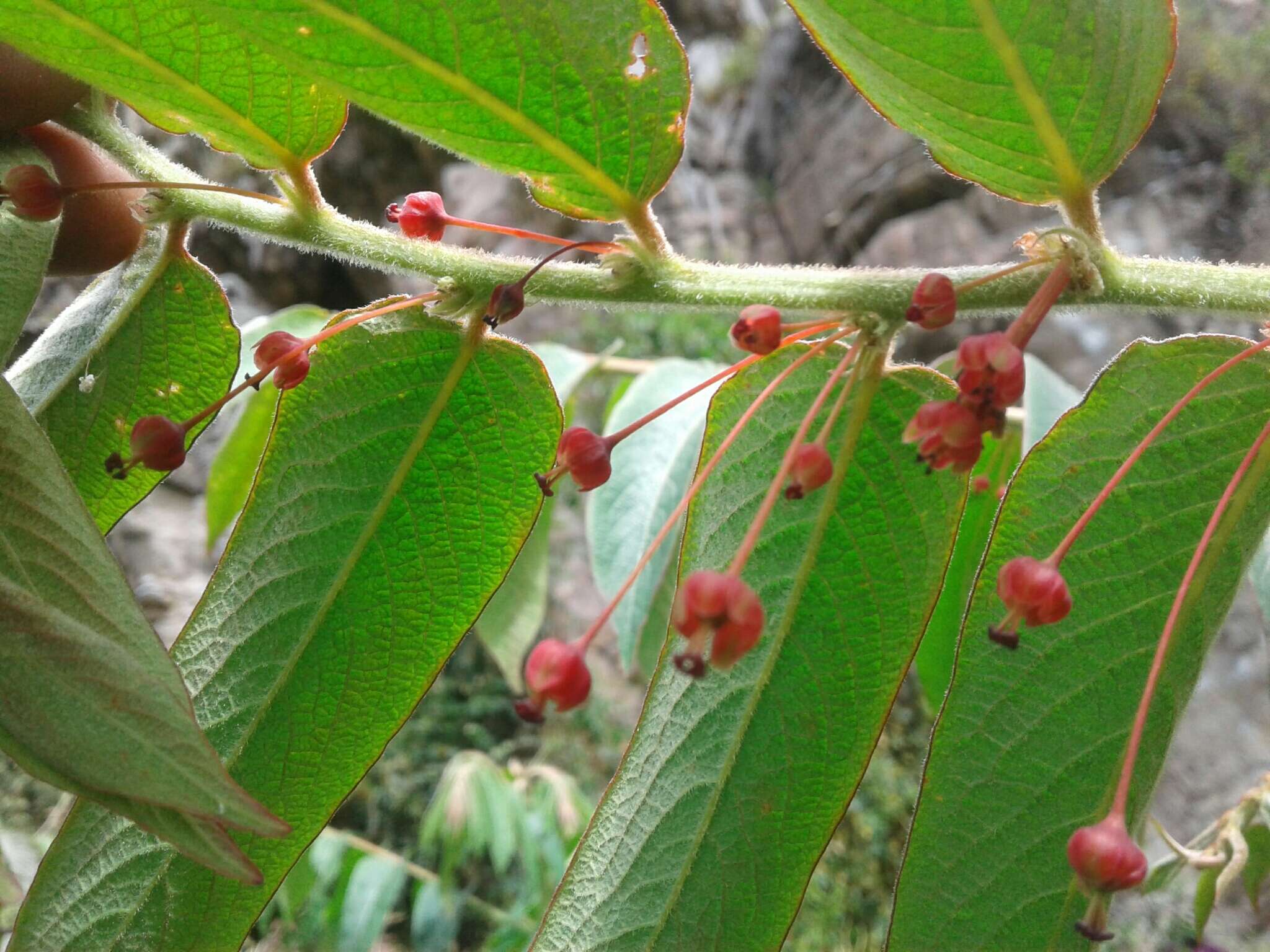 Phyllanthus salviifolius Kunth的圖片