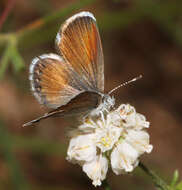 Image of Western pygmy blue