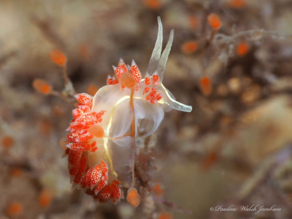 Coryphella verta Ev. Marcus 1970 resmi