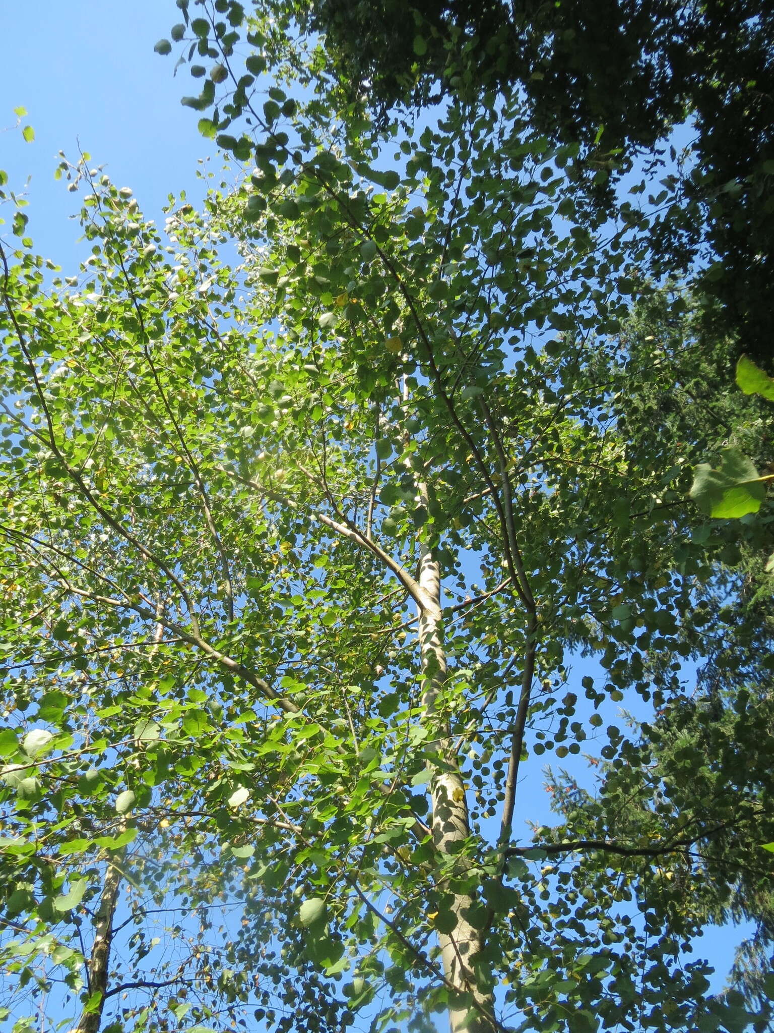 Image of Common Aspen