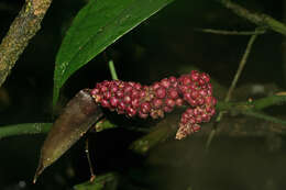 Anthurium pentaphyllum (Aubl.) G. Don的圖片