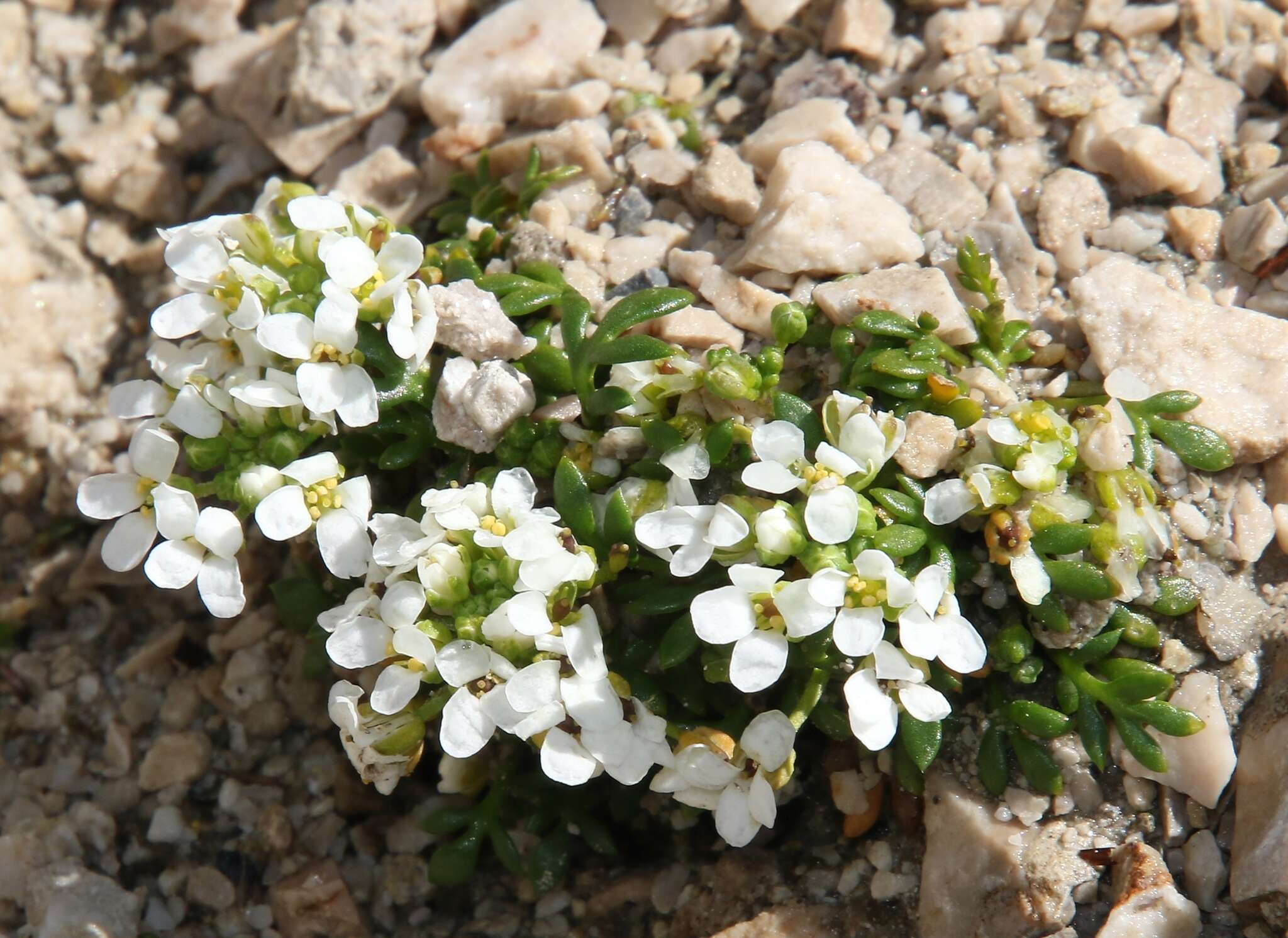 Image of alpine hutchinsia