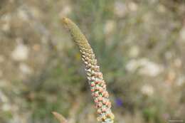 Image of Reseda suffruticosa Loefl.