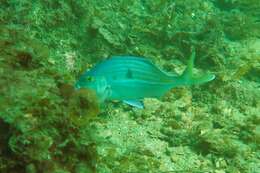 Image of Blue morwong