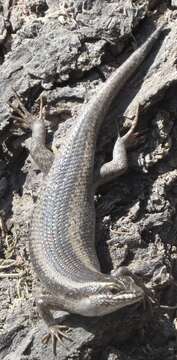 Image of Kalahari Tree Skink