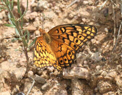 Image of Variegated Fritillary