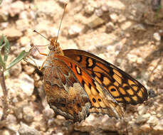 Image of Variegated Fritillary