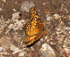 Image of Variegated Fritillary