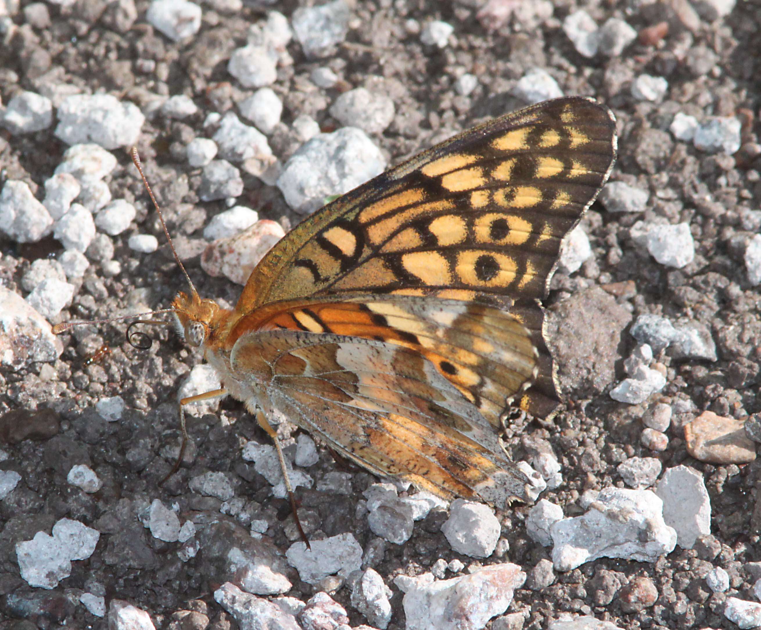 Image of Variegated Fritillary