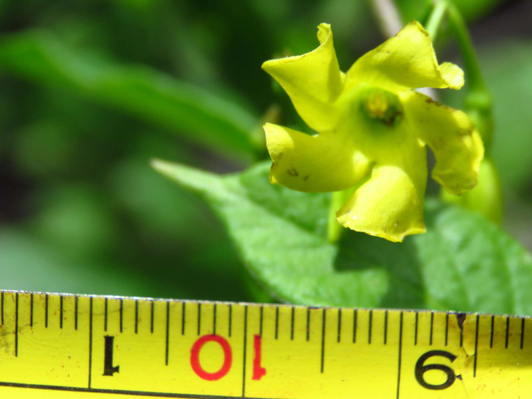 Plancia ëd Mandevilla convolvulacea (A. DC.) Hemsl.