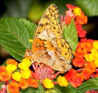 Image of Variegated Fritillary