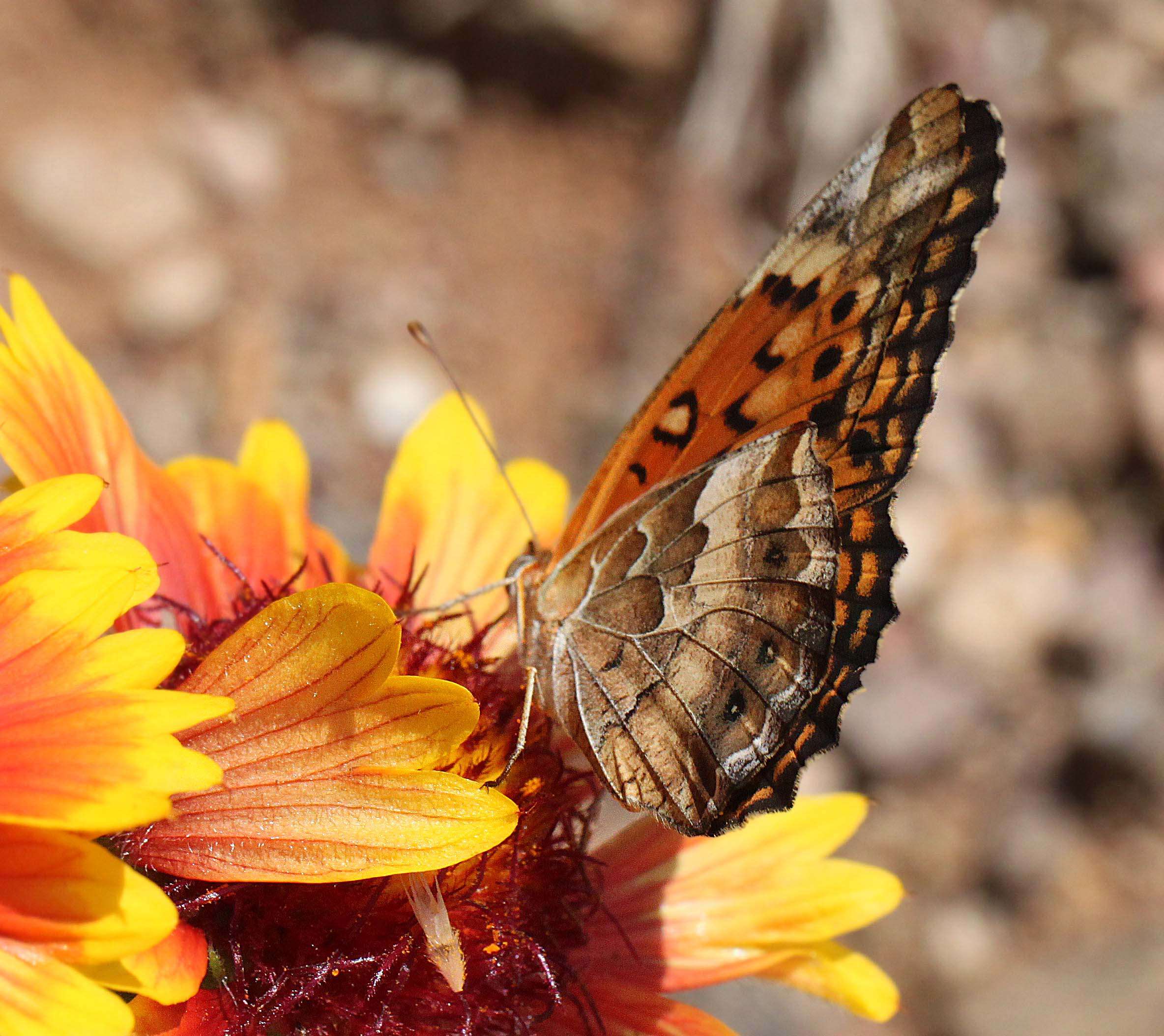 Image of Variegated Fritillary