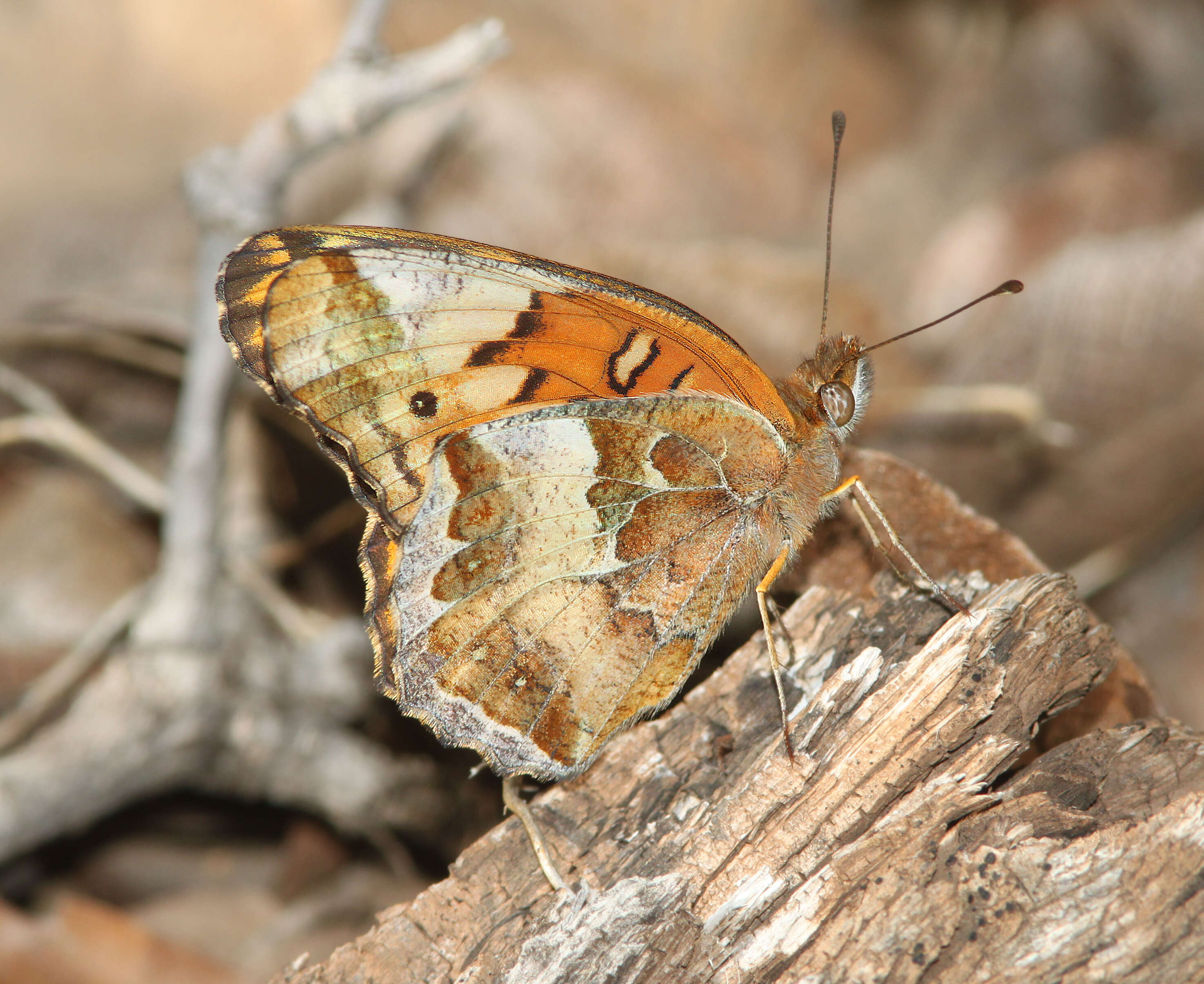 Image of Variegated Fritillary