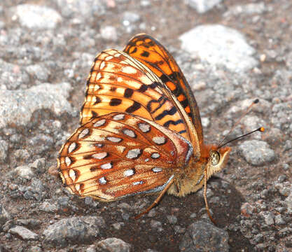 Image of Speyeria hesperis