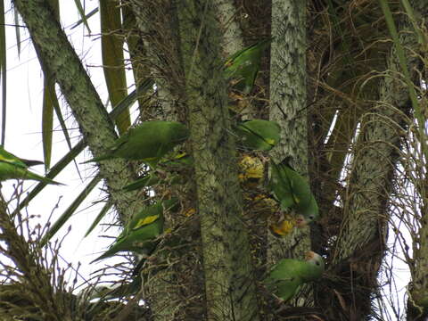 Image of Canary-winged Parakeet