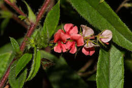 Imagem de Indigofera erythrogramma subsp. lanceolata