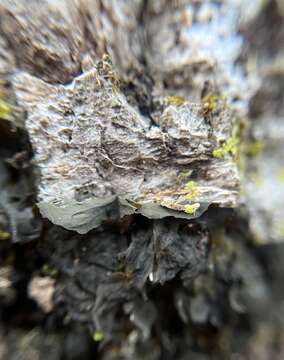 Image of jelly lichen