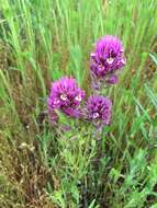 Image of denseflower Indian paintbrush