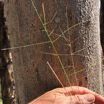 صورة Digitaria breviglumis (Domin) Henrard