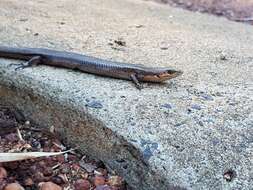 Image of South-western Cool-skink