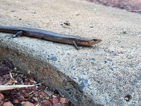 Image of South-western Cool-skink