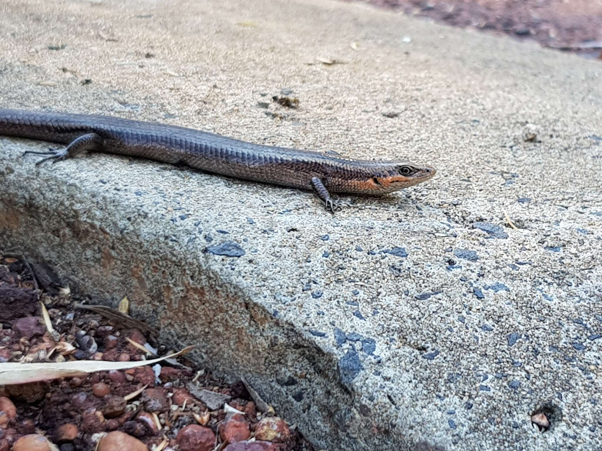 Image of South-western Cool-skink