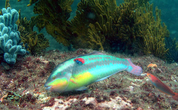 Image of Wounded wrasse