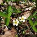 Image of Virginia strawberry