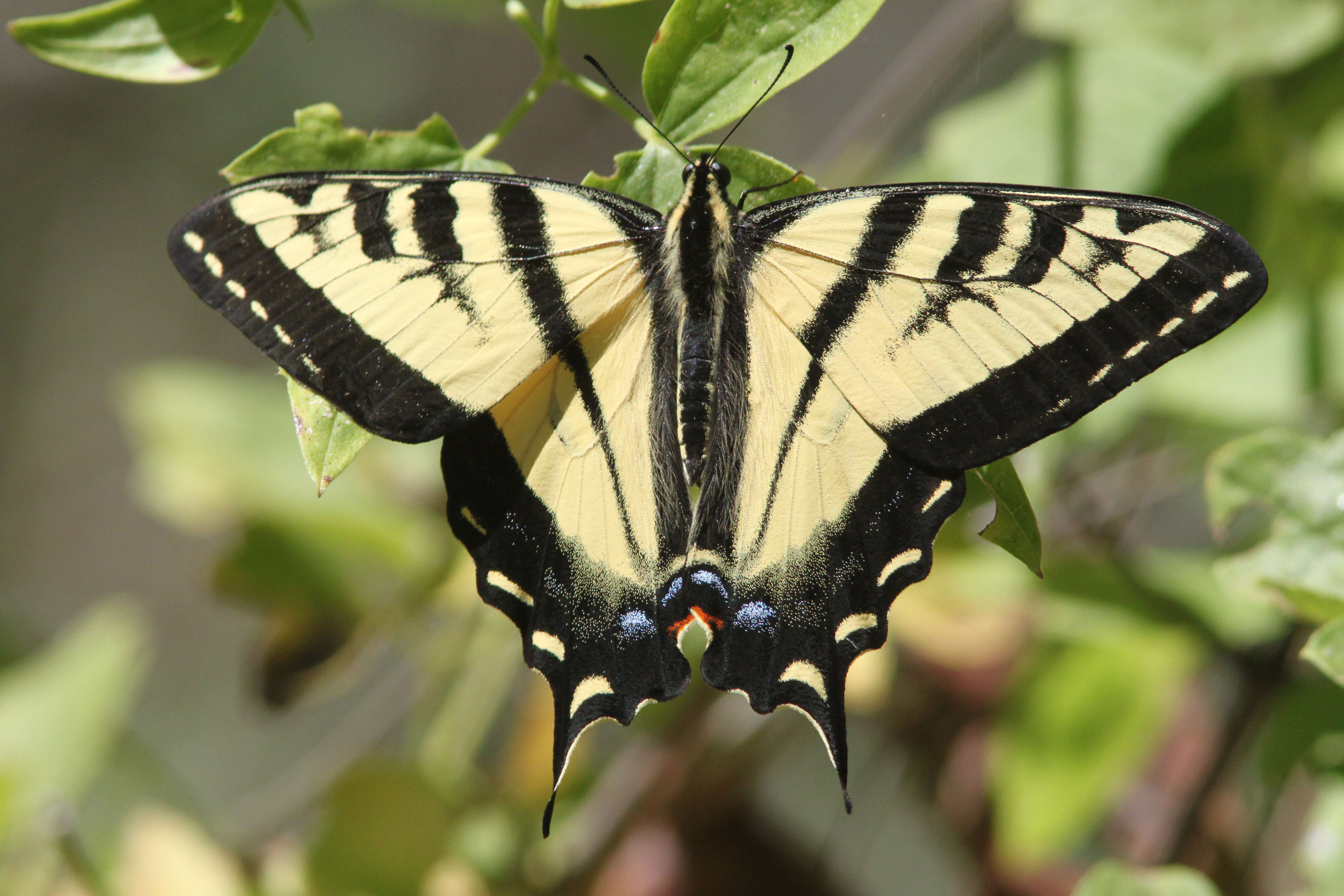 صورة Papilio rutulus Lucas 1852