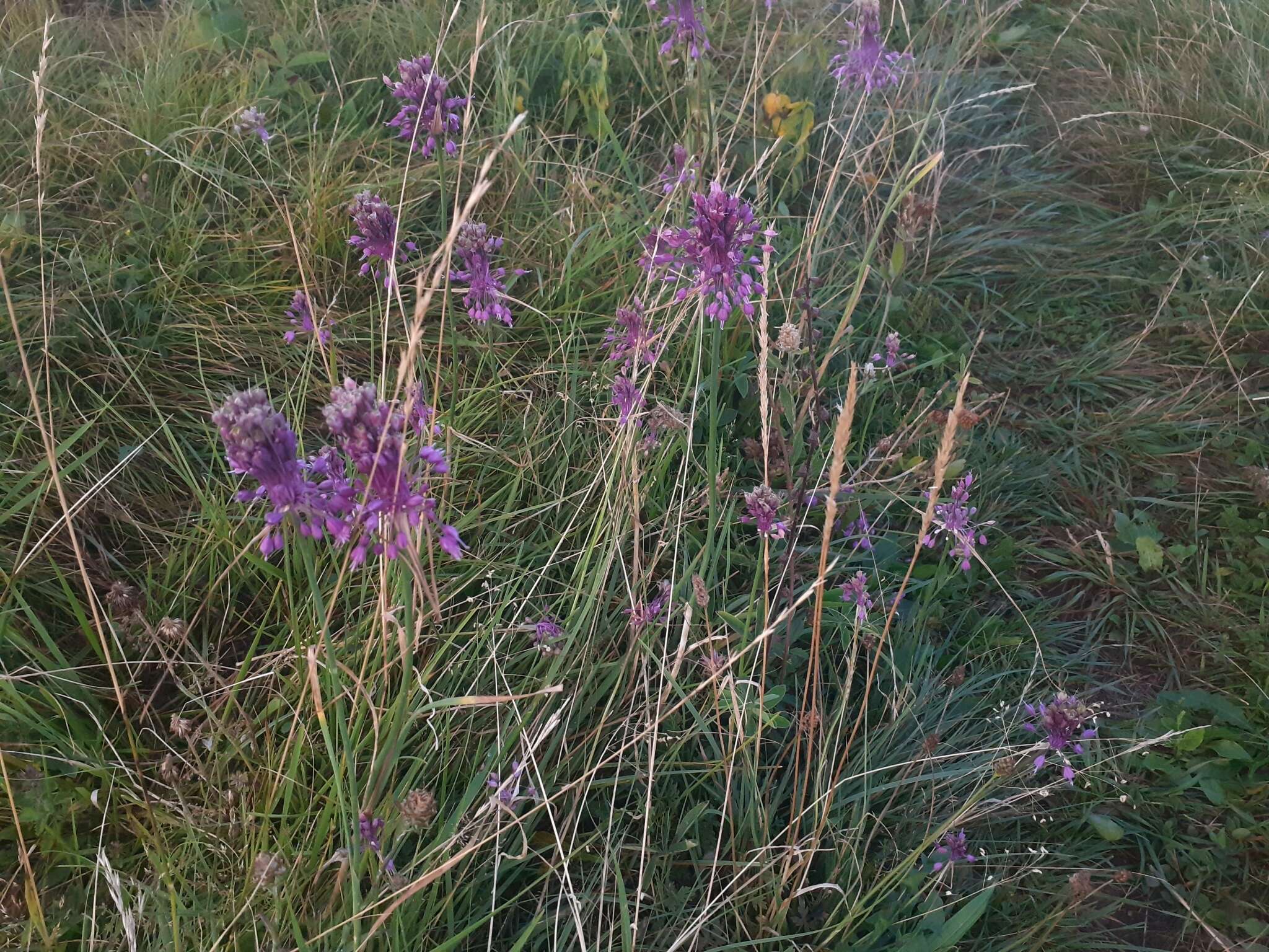 Image of Allium carinatum subsp. pulchellum (G. Don) Bonnier & Layens