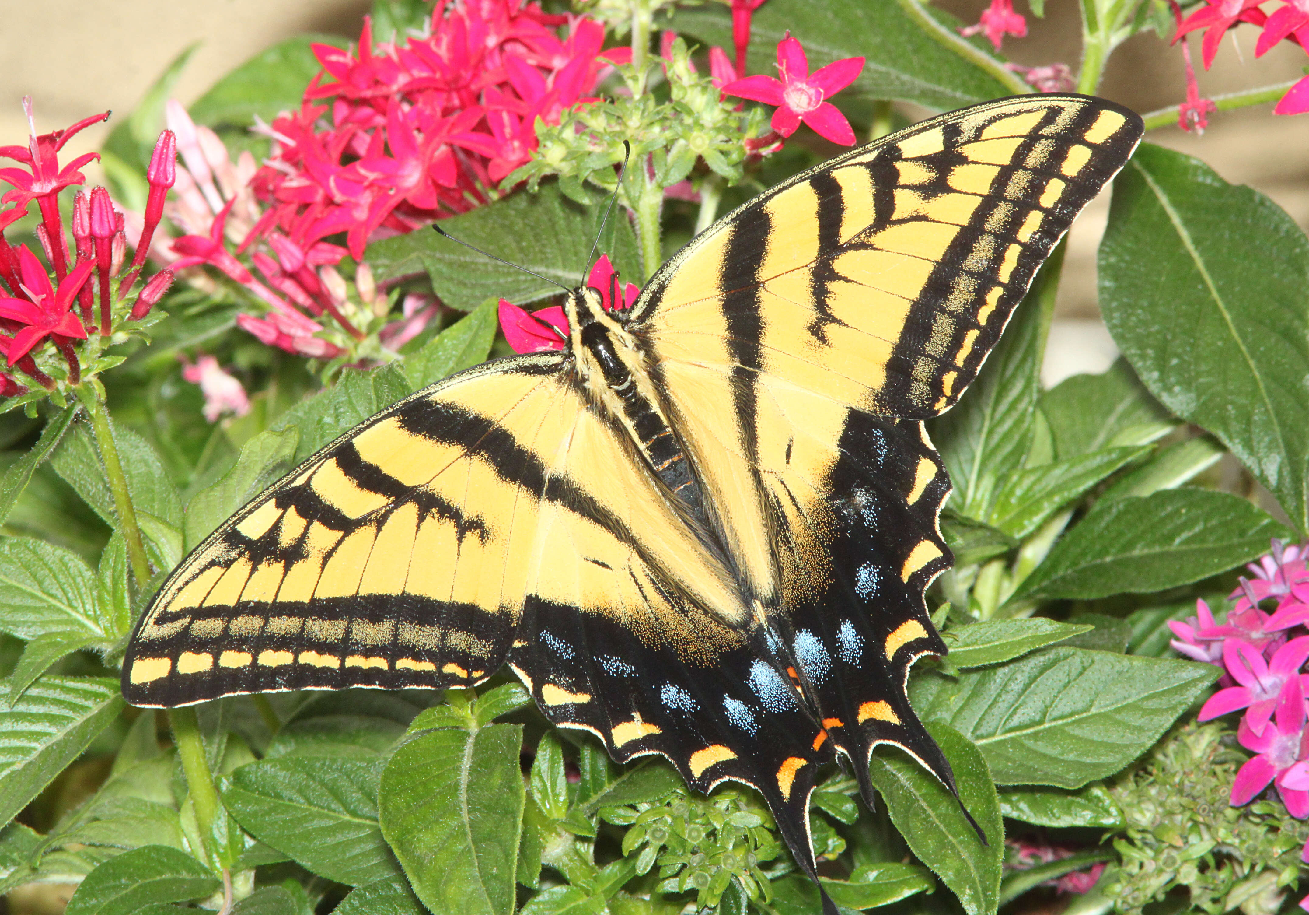 Sivun Papilio multicaudatus kuva