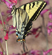 Sivun Papilio multicaudatus kuva