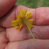 Image of sneezeweed