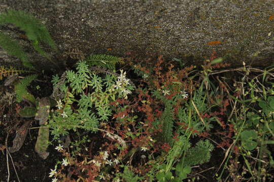 Image of Sedum pallidum Bieb.