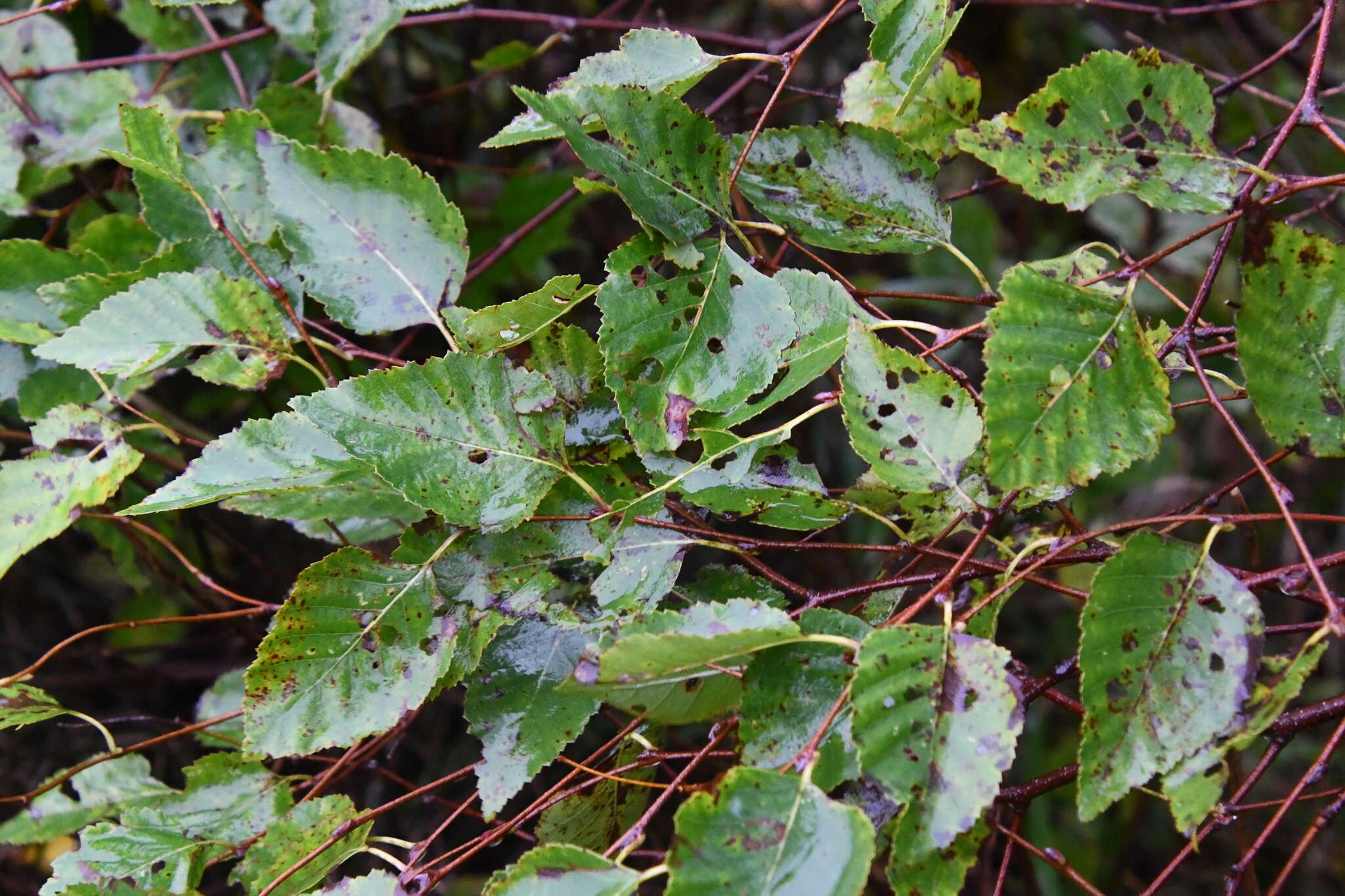 Image of Betula dauurica