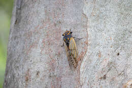 Sivun Macrotristria angularis (Germar 1834) kuva