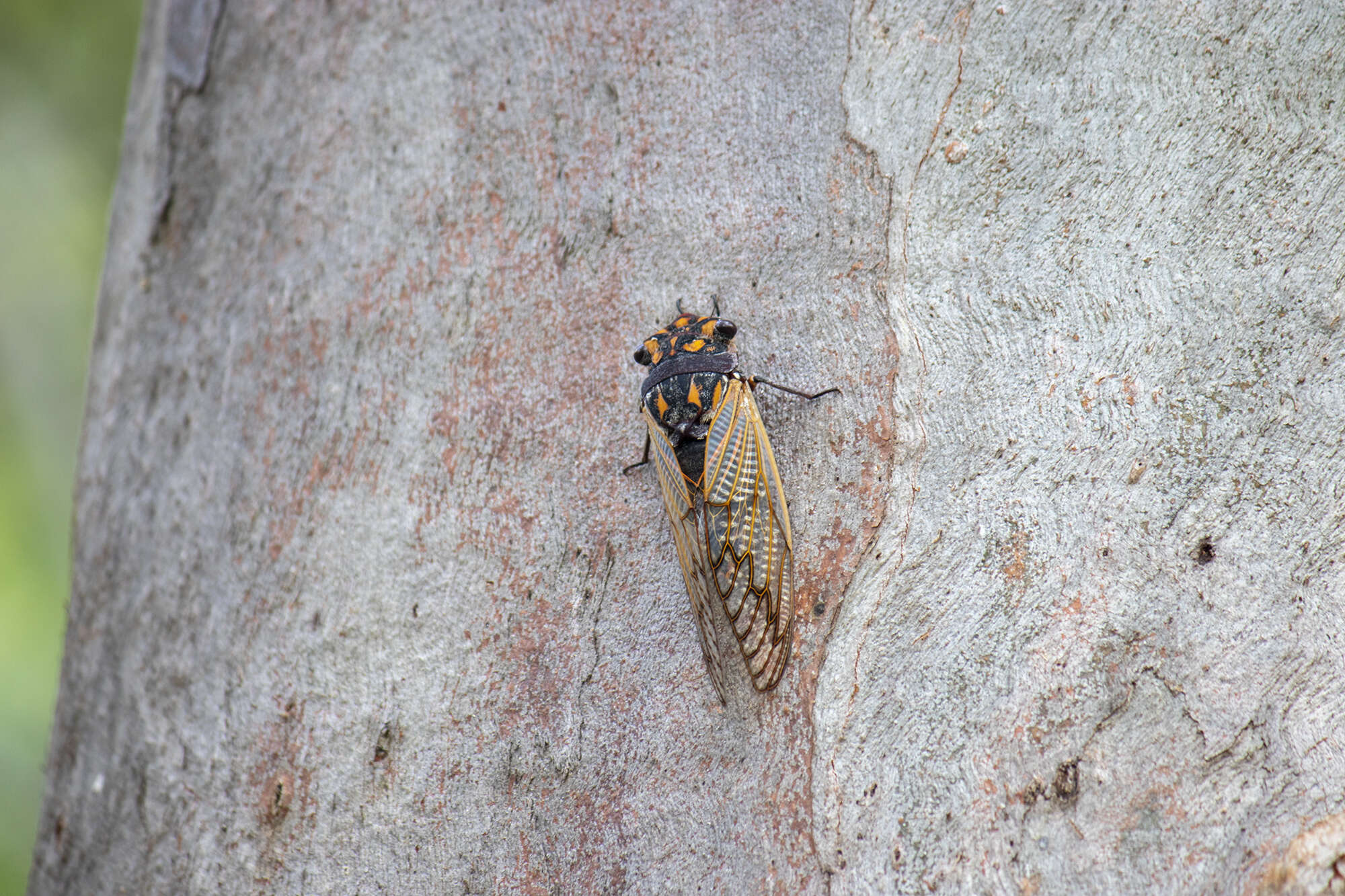 Sivun Macrotristria angularis (Germar 1834) kuva