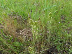 Image of attenuate Indian paintbrush