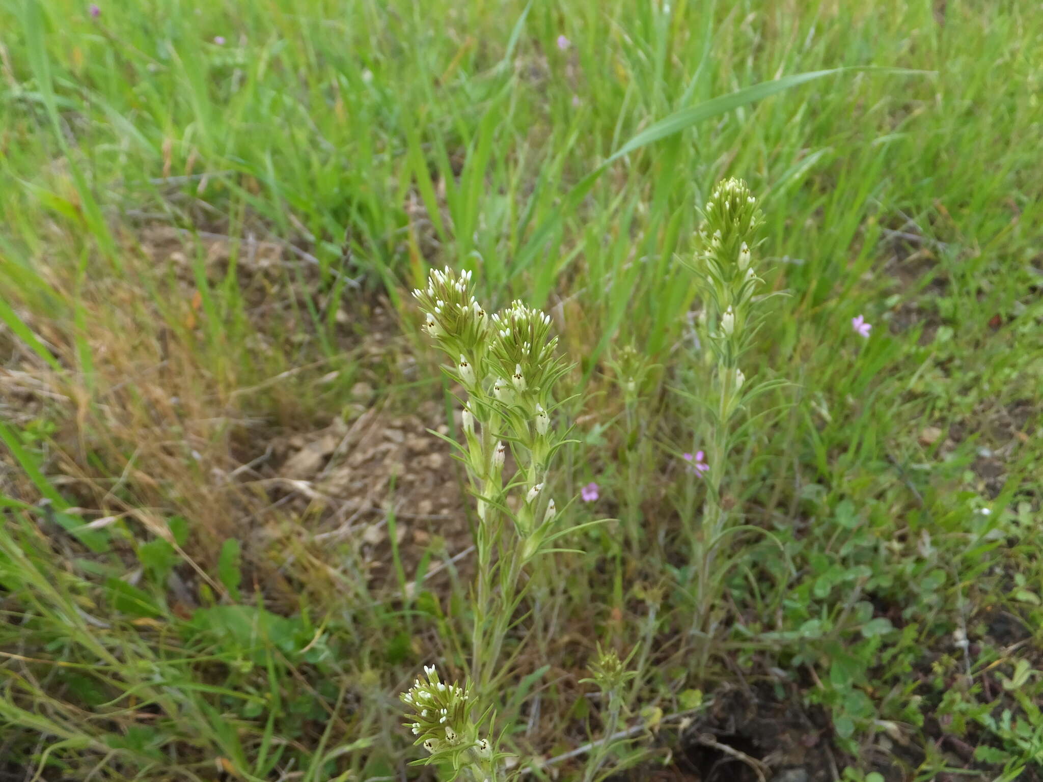 Image of attenuate Indian paintbrush