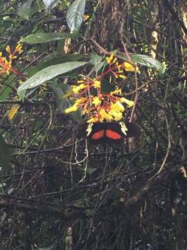 Image of Heliconius hortense Guérin-Ménéville (1829)