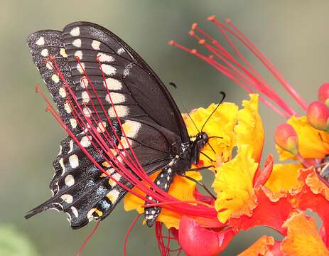 Sivun Papilio polyxenes Fabricius 1775 kuva