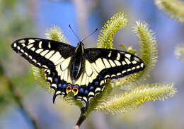 Image of Anise Swallowtail