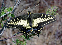 Image of Anise Swallowtail